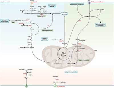 Endothelial Cell Metabolism in Atherosclerosis